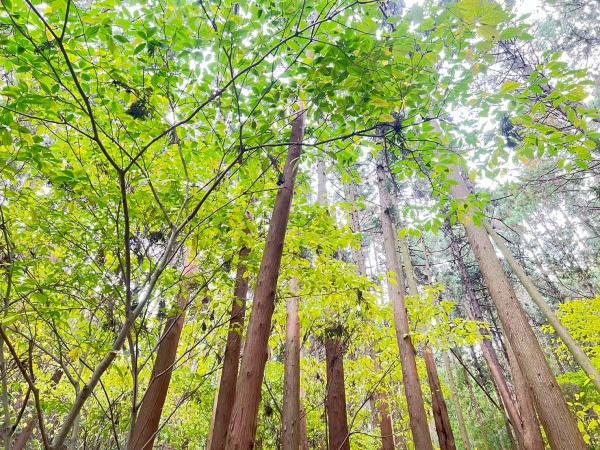 福岡市東区大字下原土地の現地土地写真画像