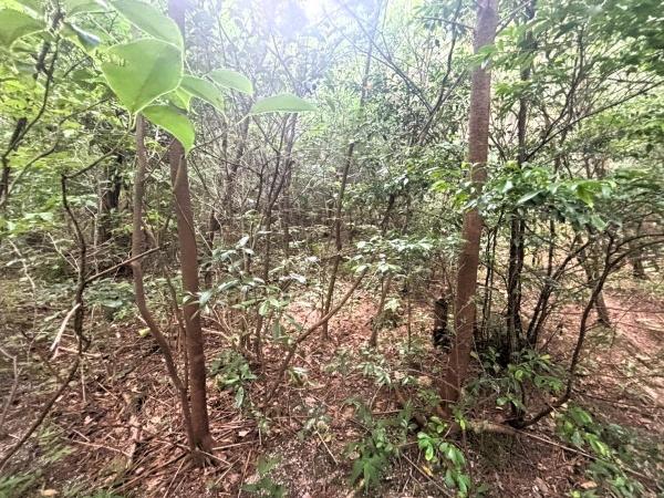 福岡市早良区大字内野字熊山土地のその他現地画像